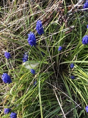 Muscari armeniacum