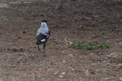 Gymnorhina tibicen