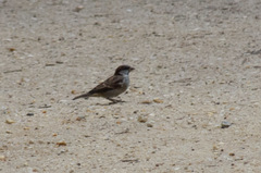 Passer domesticus