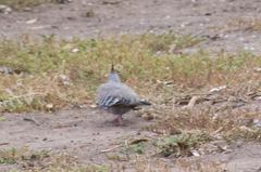Ocyphaps lophotes