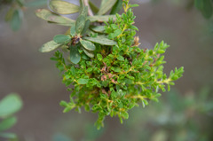Leptospermum laevigatum