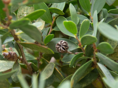Leptospermum laevigatum