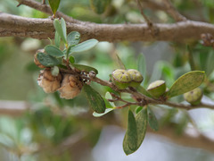 Leptospermum laevigatum