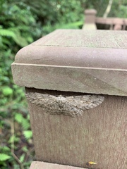 Hypomecis transcissa