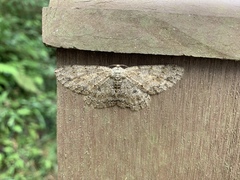 Hypomecis transcissa