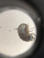 Armadillidium vulgare