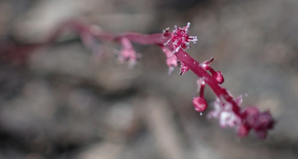 Sciaphila corniculata