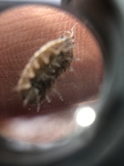 Armadillidium vulgare