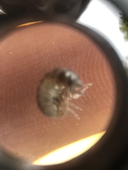 Armadillidium vulgare