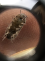 Armadillidium vulgare