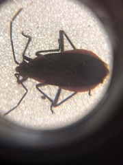 Jadera haematoloma