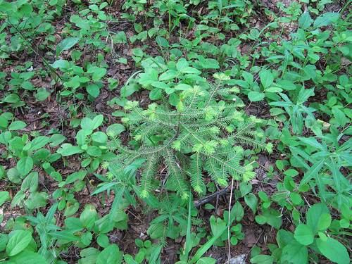 Abies nephrolepis, photographed by an iNaturalist contributor