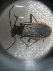 Jadera haematoloma