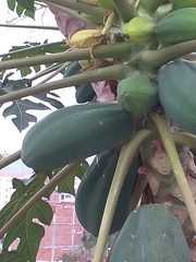 Caricaceae