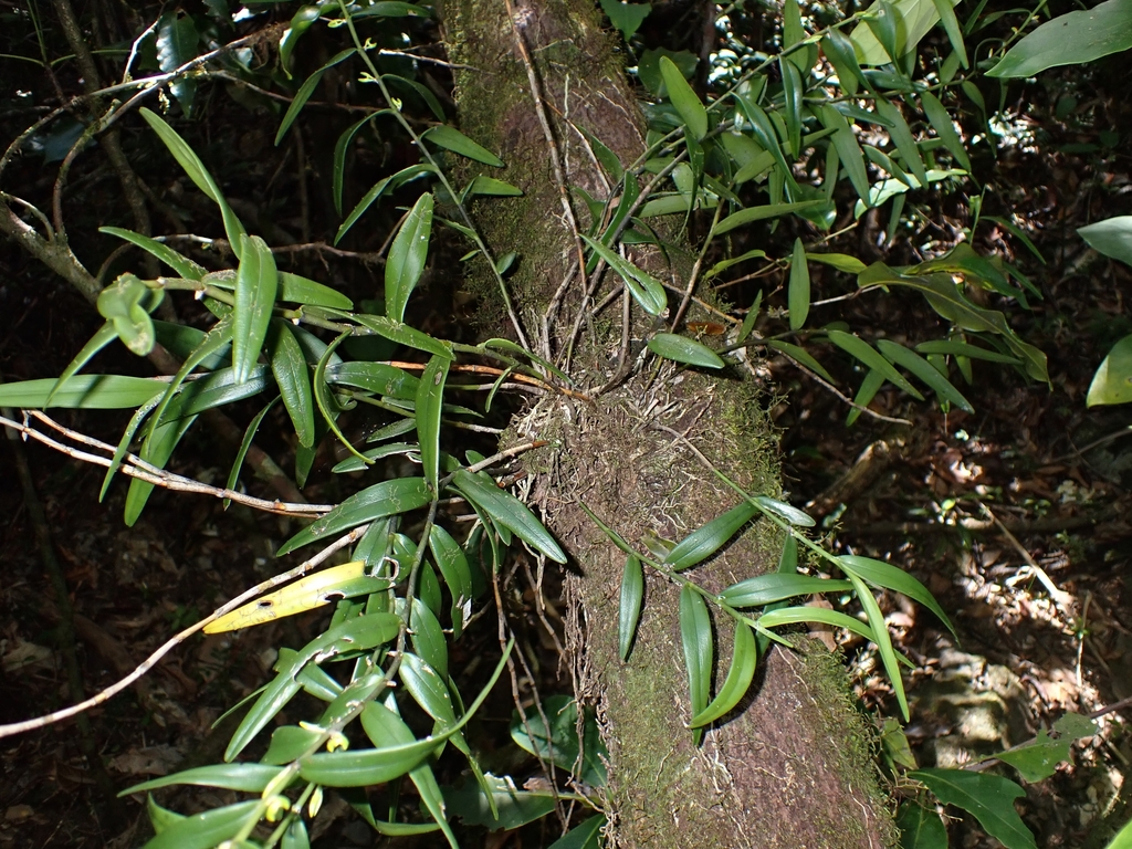 Dendrobium crassifolium Schltr. 2