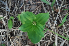 Galearis camtschatica