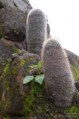 Mammillaria spinosissima spinosissima