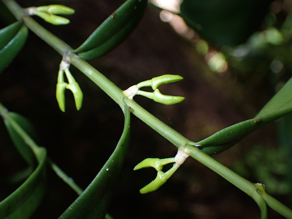 Dendrobium crassifolium Schltr. 3