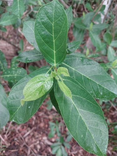 Ficus scobina, 2023-11-25