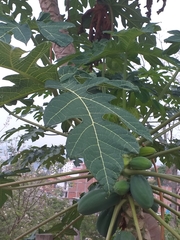 Caricaceae
