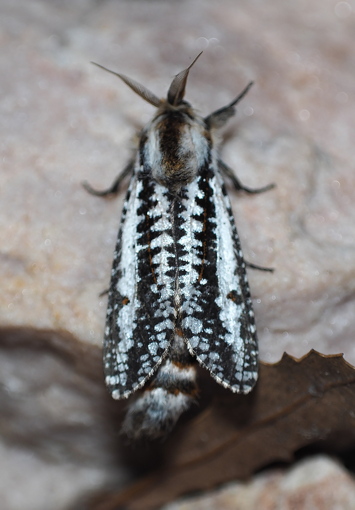 Endoxyla vittata