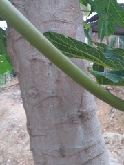 Caricaceae