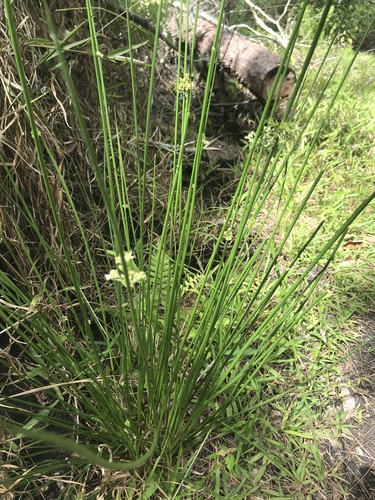Juncaceae image