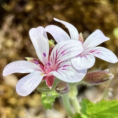 Pelargonium drummondii, photograph pimelea, CC BY, iNaturalist via GBIF