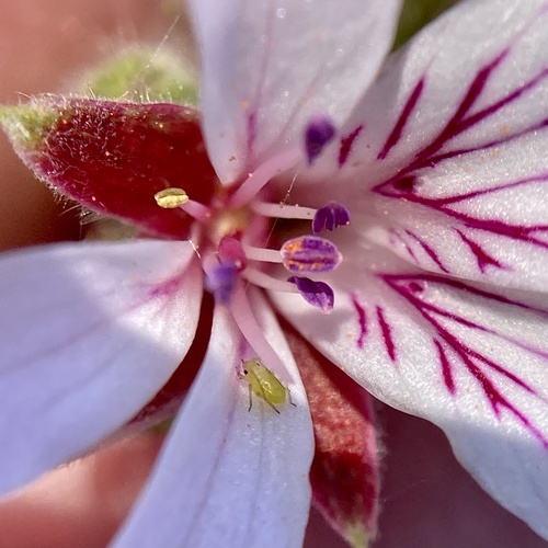 Pelargonium drummondii, photograph 6