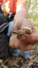 Pseudacris triseriata