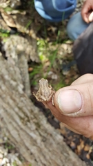 Pseudacris triseriata