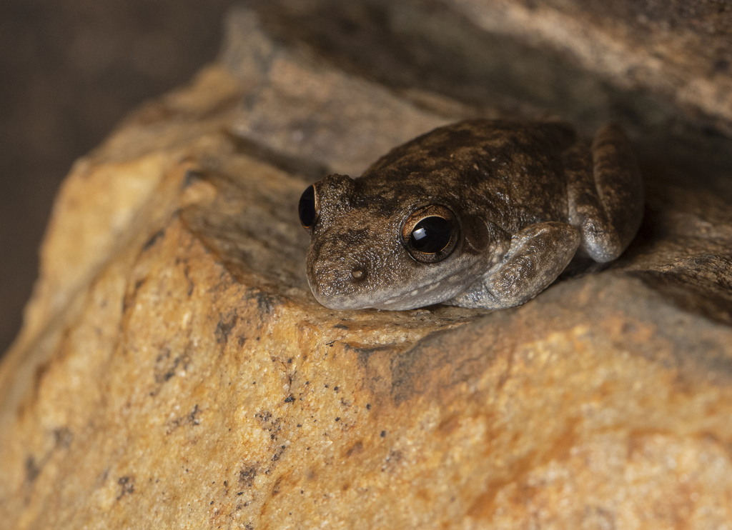Chattering Rock Frog