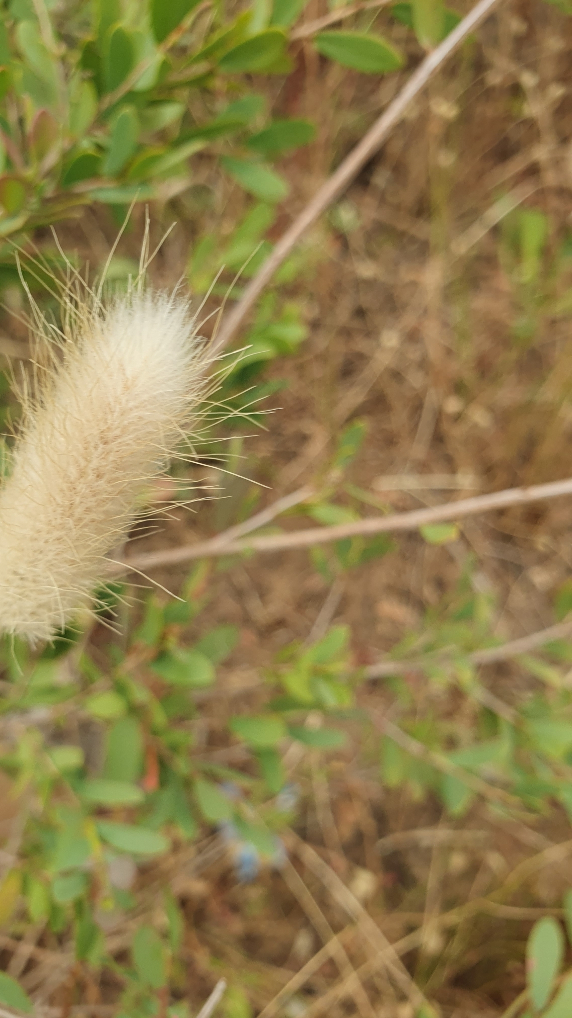 Lagurus ovatus