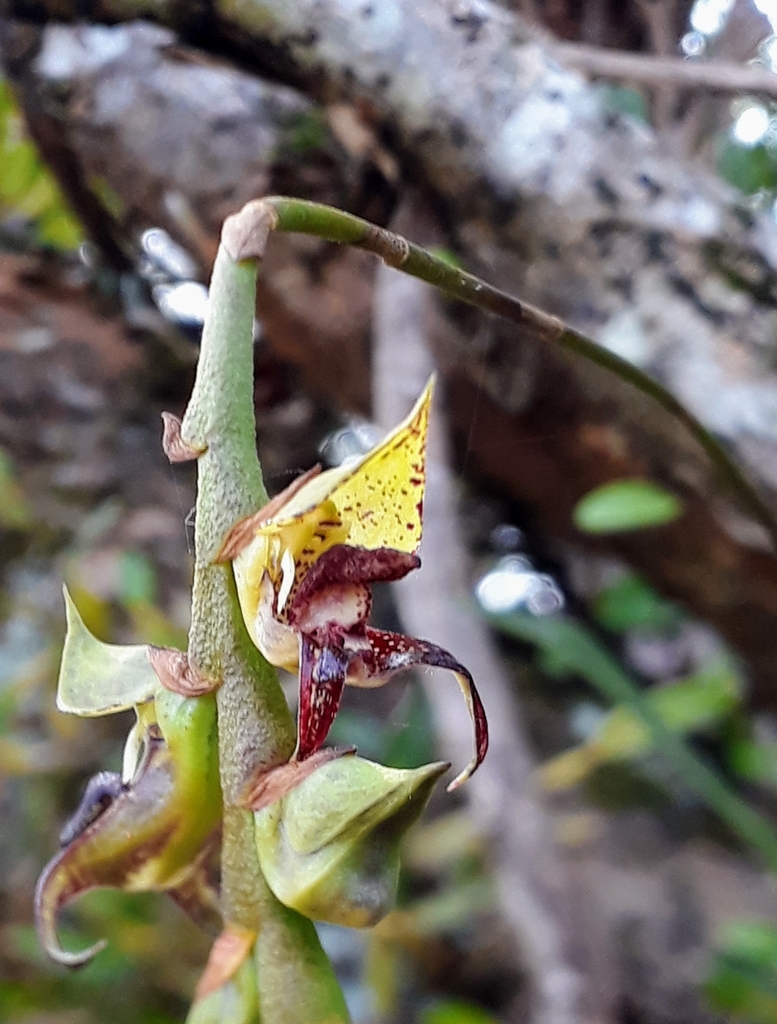 Bulbophyllum glutinosum
