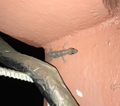 Hemidactylus angulatus