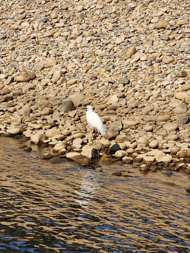 Little Egret