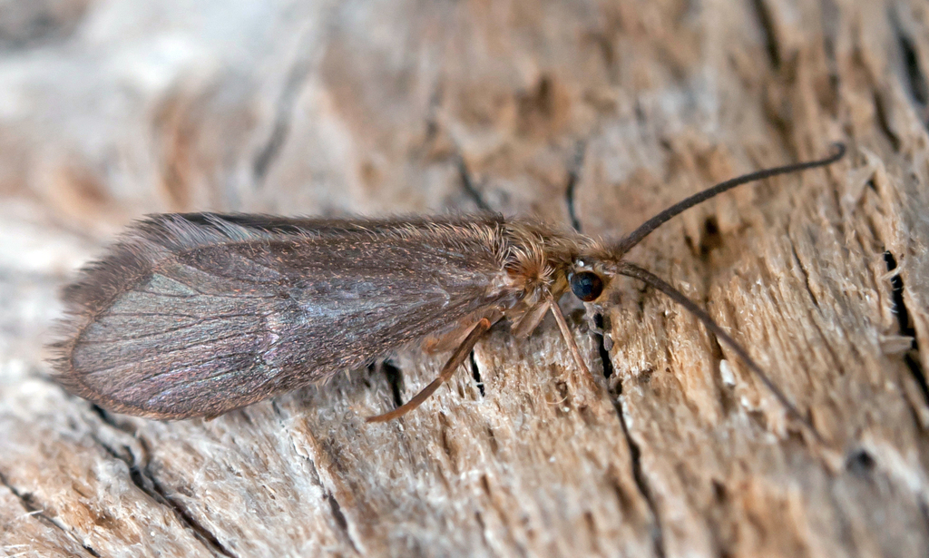 Agapetus ochripes