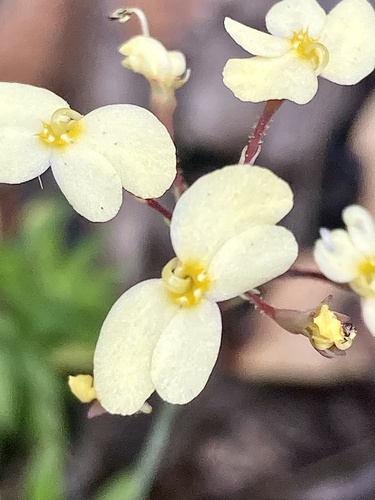 Stylidium acuminatum (Stylidium acuminatum)