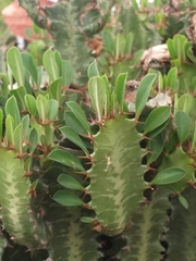 Magnoliopsida
