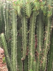 Magnoliopsida