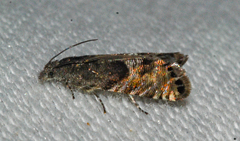 Sereda tautana