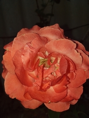 Rosa