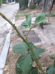 Rosa