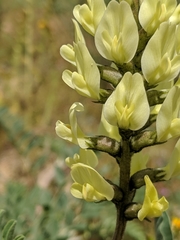 Astragalus lentiginosus nigricalycis