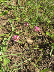 Castilleja densiflora