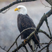 Bald Eagle - Photo (c) Jason Stovin, some rights reserved (CC BY-NC), uploaded by Jason Stovin