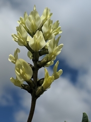Astragalus lentiginosus nigricalycis