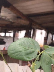 Rosa