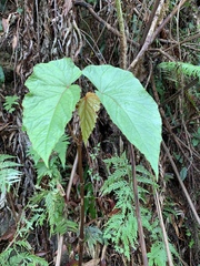 Begonia longifolia