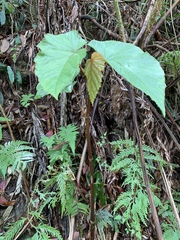 Begonia longifolia
